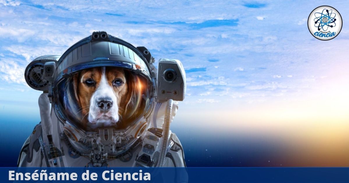 NASA is sending another dog to Mars for exploration and rescue, and he's just in training right now – teach me about science