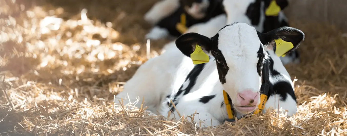 Inflammation in livestock: More than just a problem, it is a major symptom of welfare and productivity