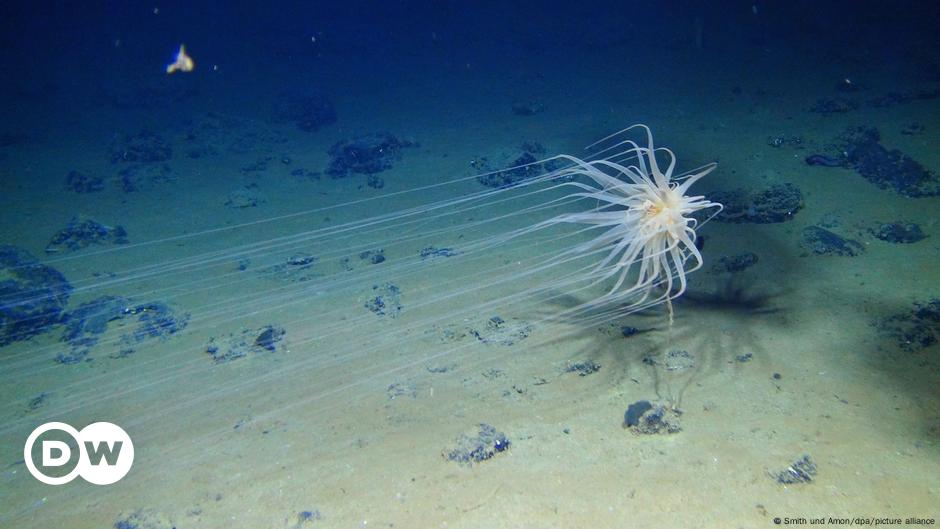 ‘Black oxygen’ challenges theory of origin of life – DW – 07/22/2024