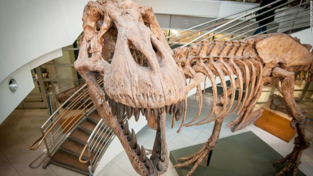 Researchers are calculating how many T. rex species roamed the Earth