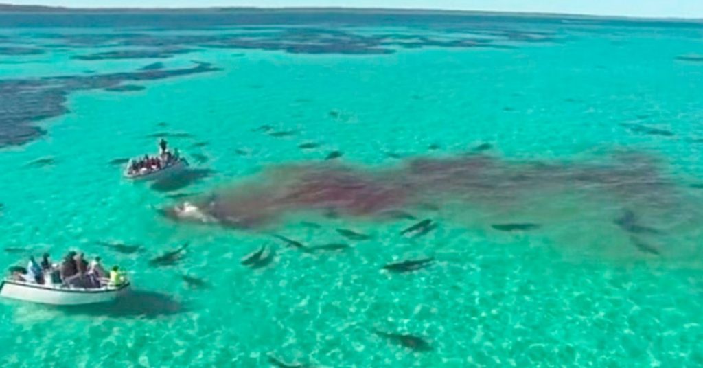 A 64-year-old shark bites off the coast of Florida