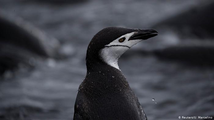 BG Antarctic Expedition Penguins (Reuters/Yu Marcelino)