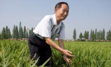 Thousands of people bid farewell today in the central Chinese city of Changsha, Chinese scientist Yuan Longping, known for developing the first hybrid rice, who died last Saturday at the age of 90.