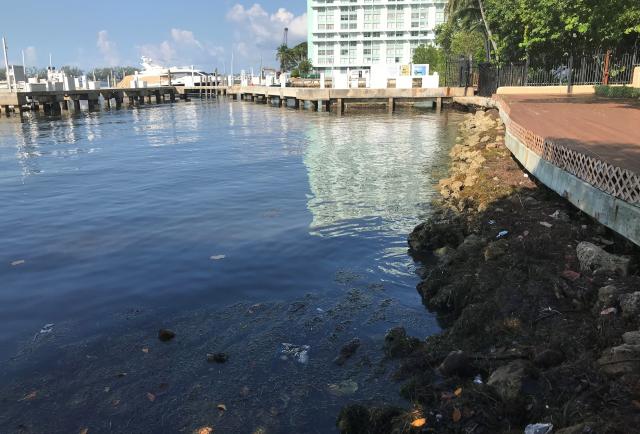 Scientists and 'Mermaid' want to save Biscayne Bay in Miami