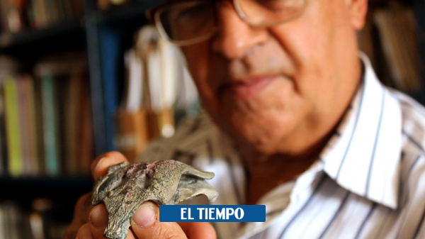 Chile: They found the "grandfather" of modern crocodiles in Patagonia - Science - Life