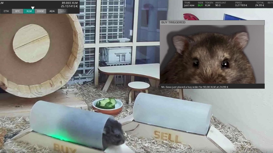 Crypto Trader Hamster Gains 30% in Three Months to Beat Warren Buffett and the S&P 500