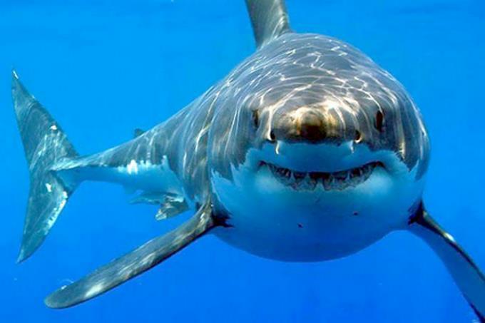 Tiburones atacan a surfistas que confudieron con focas
