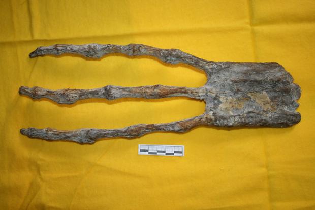 According to the analysis, the putative three-toed hand has an elongated appearance due to the added phalanges.  (Photo: Courtesy Flavio Estrada)
