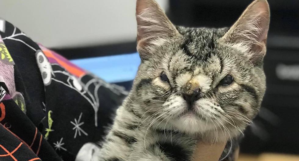 Viral |  Kaya, a kitten with a congenital facial disorder that no one wants to adopt  Facebook |  Ontario Rescue |  Stories |  Nnda nni |  Off site