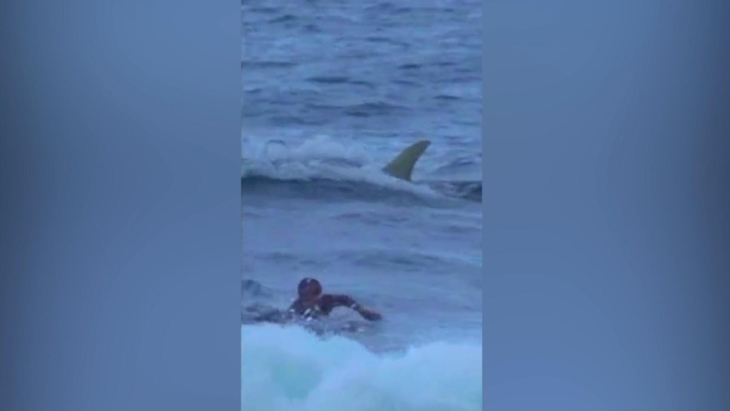 The close encounter between a shark and a surfer