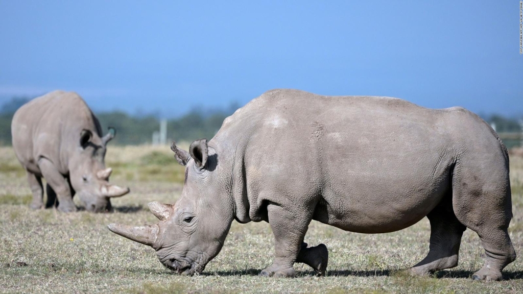 30 white rhinos were flown to Rwanda