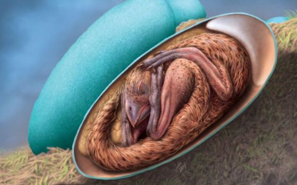 Embrión de dinosaurio en postura de pájaro dentro de un huevo fósil