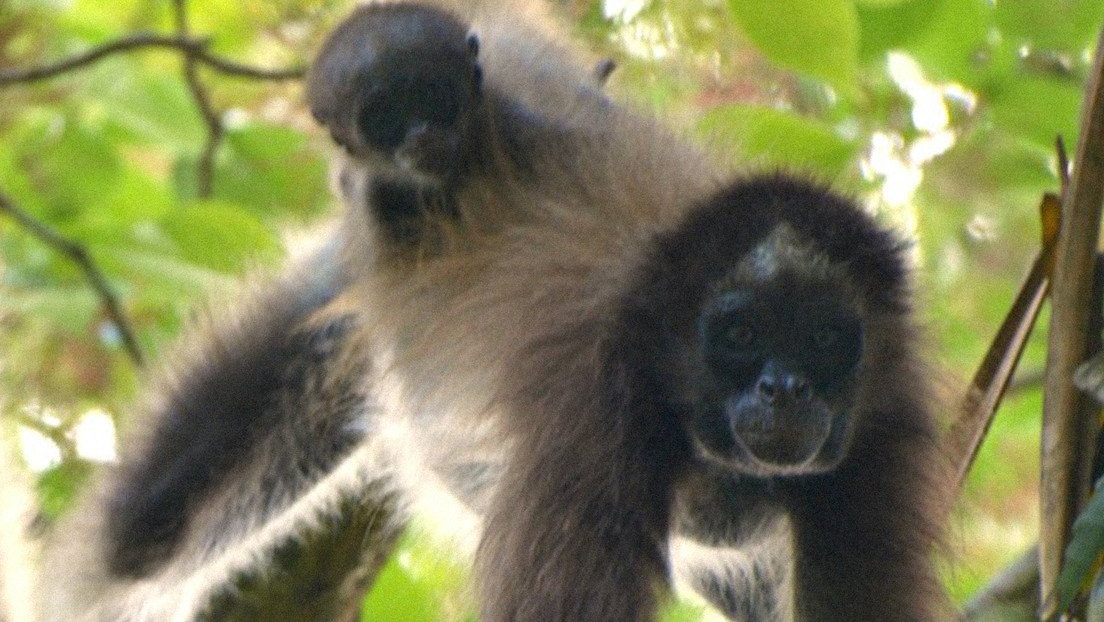 The fight for the last jungle in the western plains of Venezuela and the home of the spider monkey, an endangered primate