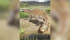 An armored dinosaur found in Chile had an armed tail