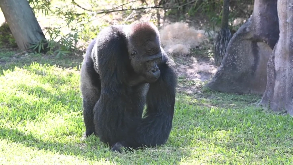 This is how this gorilla behaves for medical treatment