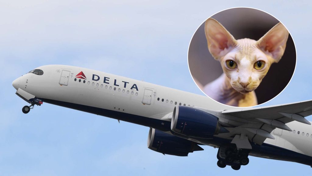 Female cat found flying on a plane from New York found on Univision 41 New York WXTV
