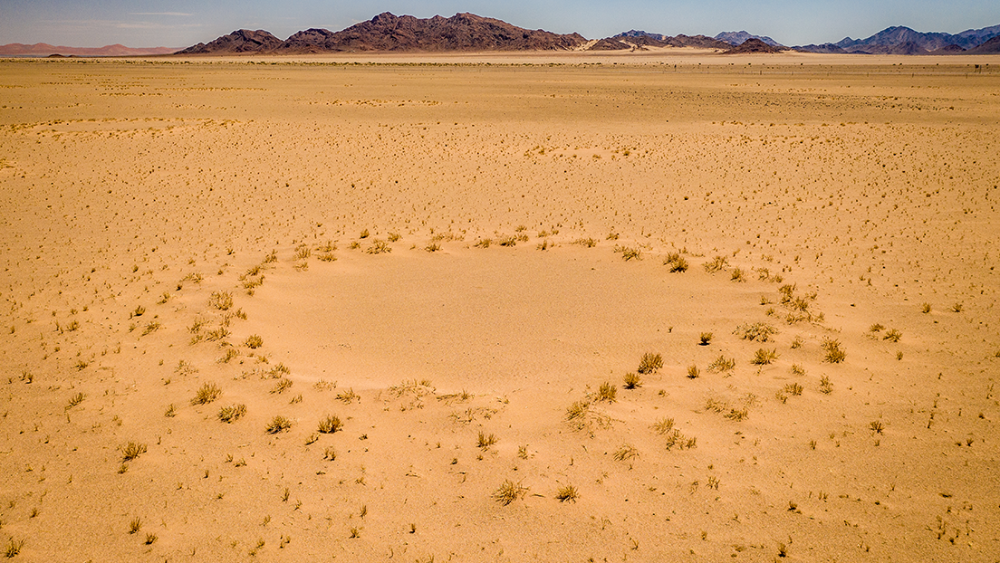They solve the mystery of the fairy circles in the Namib Desert