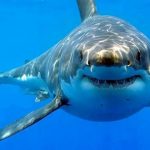 Shark attacks are on the rise again after three years of decline