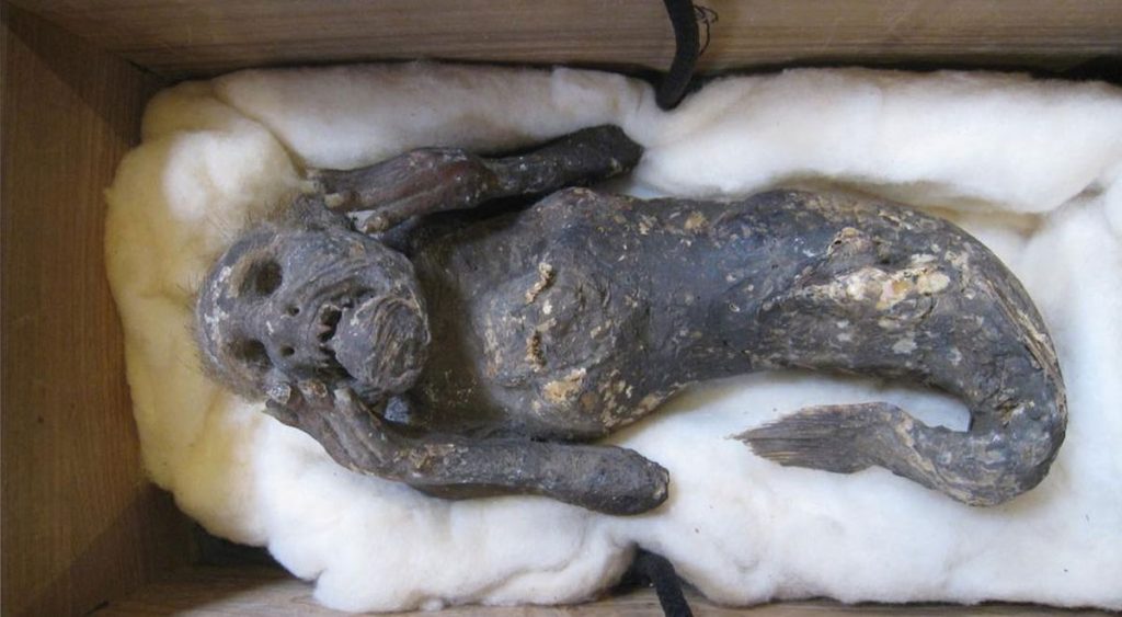 Scientists are investigating the discovery of a strange mummified 'mermaid' in Japan  to know