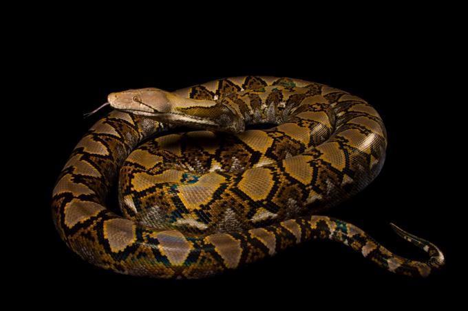 Detienen en EEUU a hombre con 52 lagartos y serpientes en su vestimenta