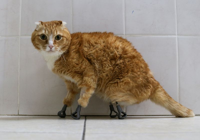 File photo of Ryzhik, a cat with four prosthetics implanted in his legs (Photo: REUTERS/Vladislav Nekrasov)