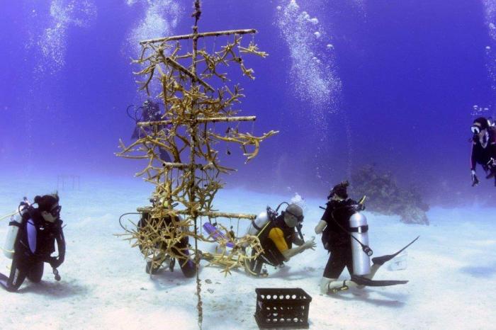 Cuba restores its coral reefs "by hand" › Science › Granma