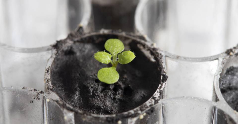 Scientists managed to grow plants in soil from the moon for the first time