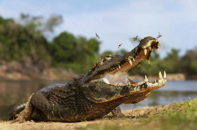 Atrapan a un caimán de casi 3 metros en el patio de una vivienda de Florida