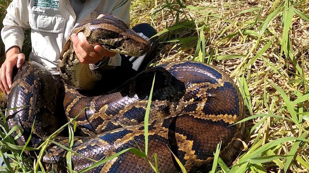 They seized nearly 98kg of pythons in Florida, the largest python ever found there