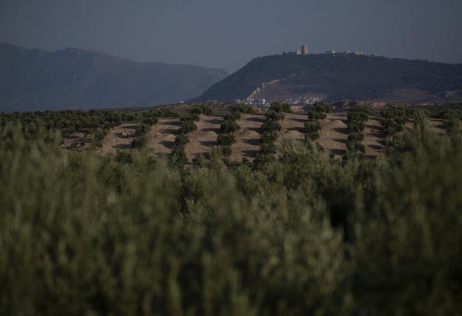 Producción del "oro verde" de España peligra por sequía extrema