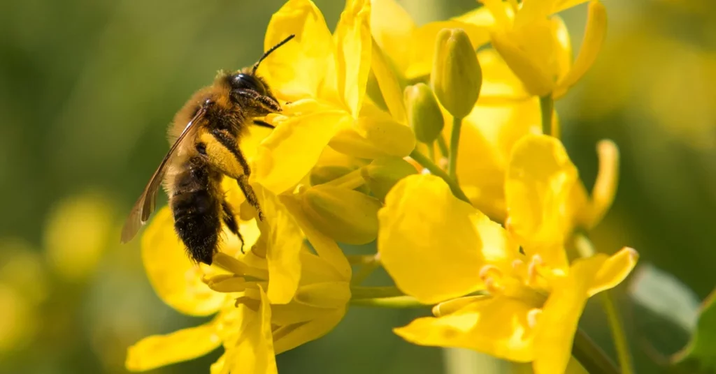 Bees are under increasing pressure due to climate change