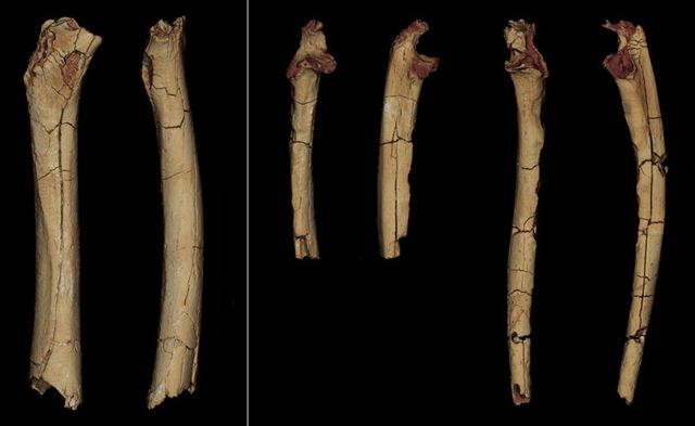 The femur and ulna were found in 2001