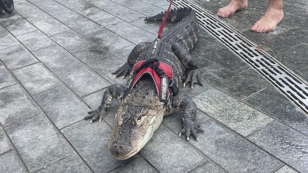 Visitors to Love Park in Philadelphia encountered an alligator