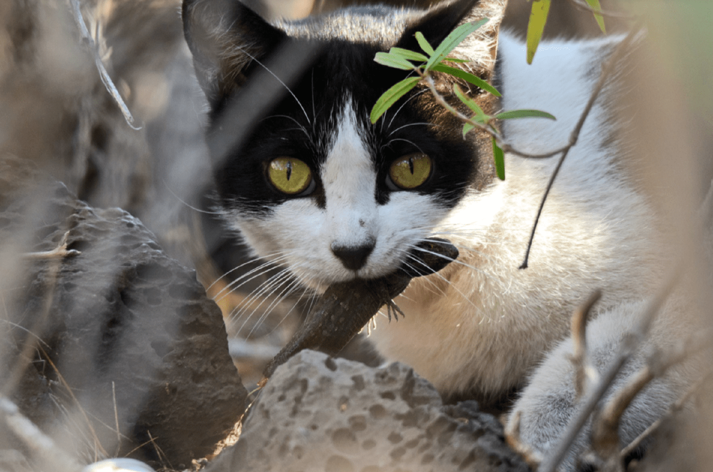 A stray cat captures an endemic lizard near a cat colony located in Tenerife.