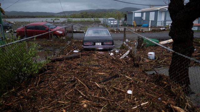Images of plant material on the ground after Hurricane Fiona.