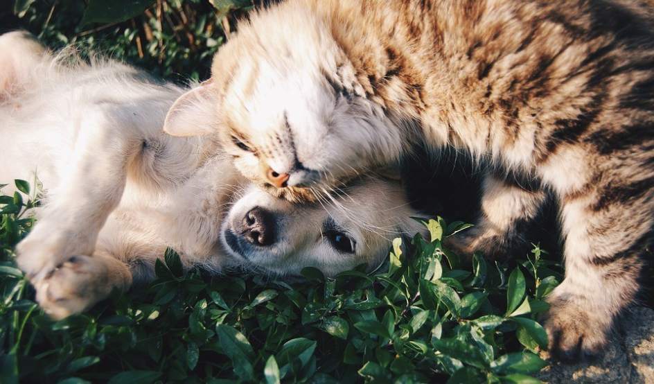 Dog and cat in a friendly attitude.