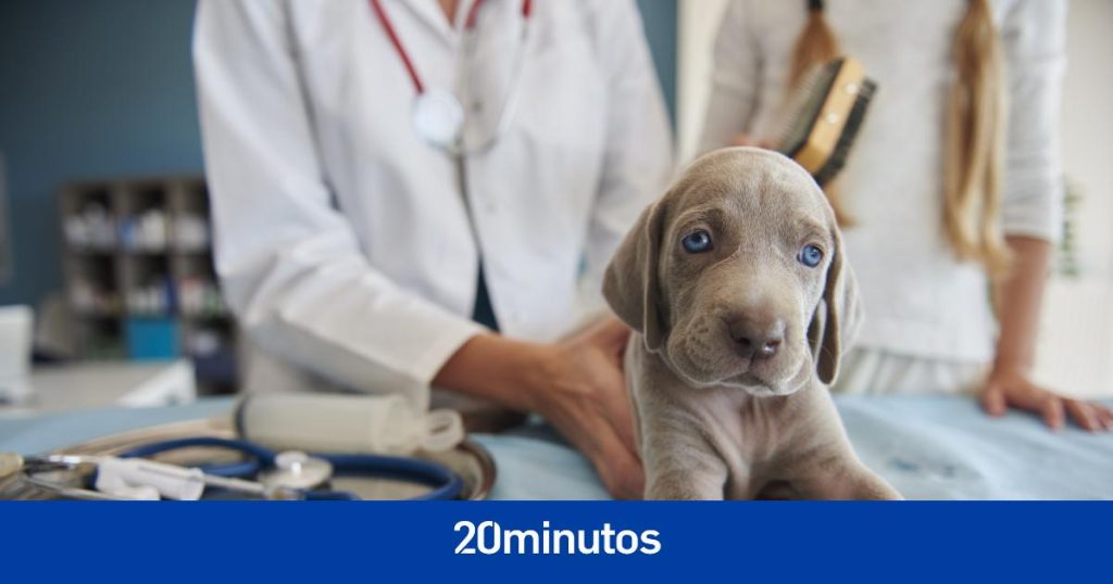 A survey that measures dogs' health and well-being can make vet visits more efficient