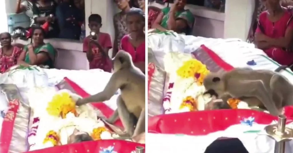 The monkey said goodbye to his owner: He climbed into the coffin and started kissing it