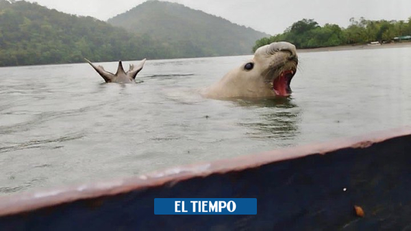 Incredible: Another elephant seal arrives in Colombia, in less than two weeks - Cali - Colombia
