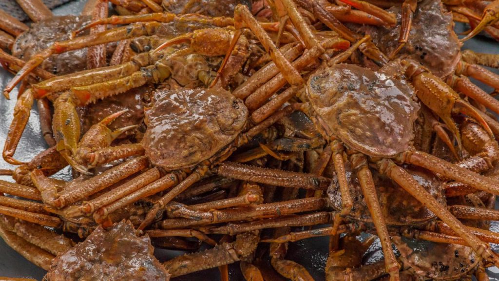 Why Billions of Snow Crabs Disappeared in Alaska