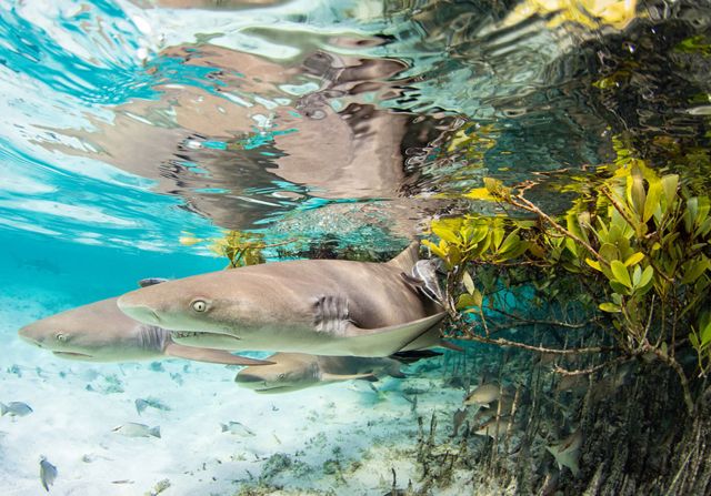 Three little lemon sharks in the waters of the Bahamas