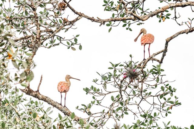 A pair of rosette spunbells seen in the mangroves of Guaraquicap