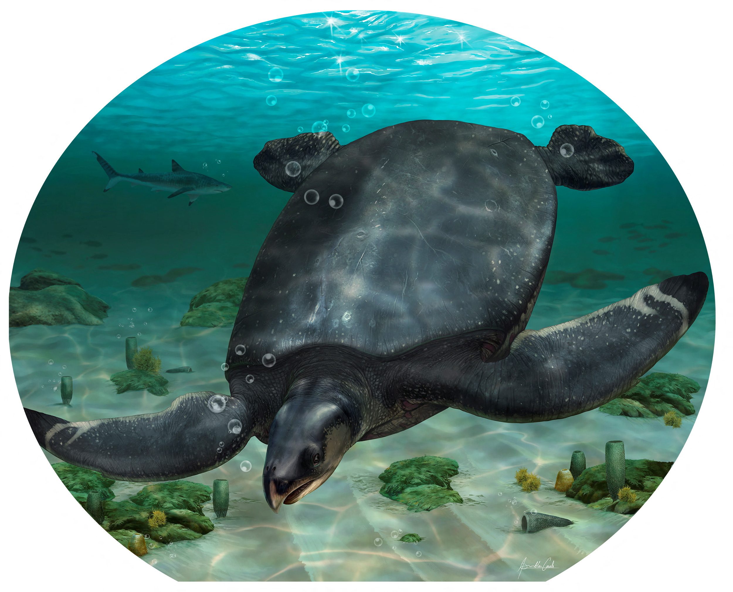Illustrated reconstruction of the large Cretaceous sea turtle Leviathanochelys aenigmatica, which lived about 83 million years ago and whose fossils were found in the Catalan region of Alt Urgell in northeastern Spain (REUTERS)