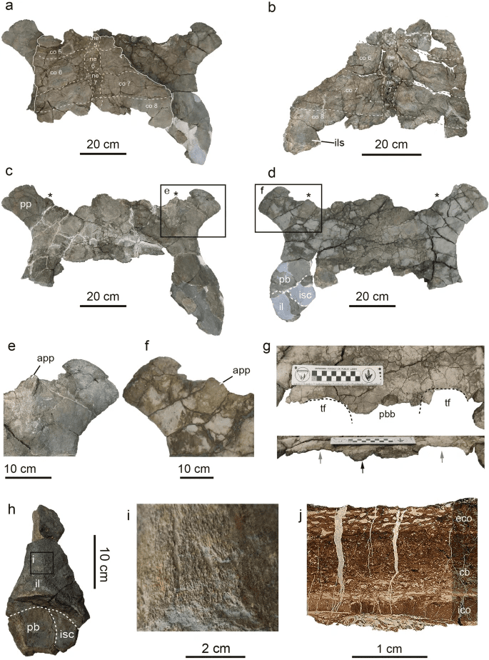 Skeletal remains of the turtle Leviathanochelys aenigmatica Nature via Scientific Reports
