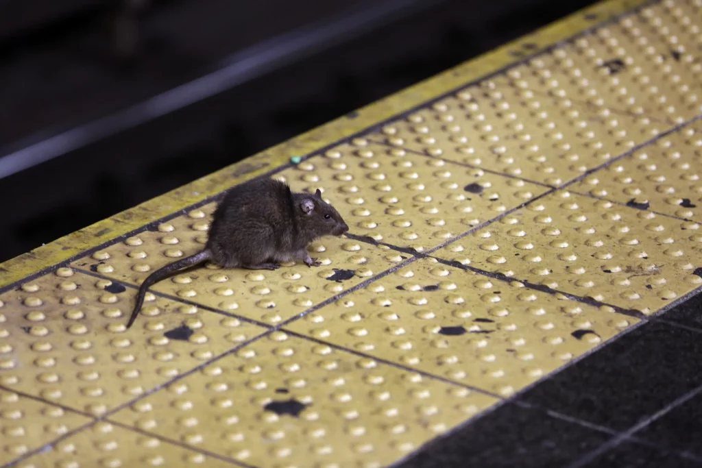 New York City Seeks 'Rat Czar'