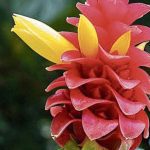 Teaching, Medicine and Botany in Botànic